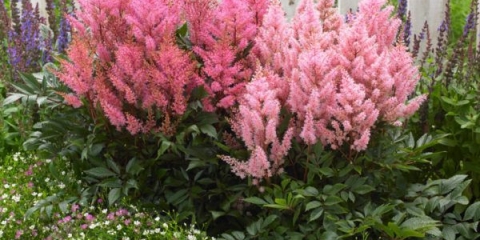 Astilba japanski luk na mi: opis + fotografija